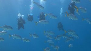BUCEO